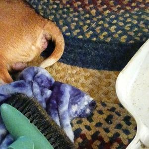 Ladies Mikeal Kors Suede Boots. Condition is that of brand New! Retail 298.00